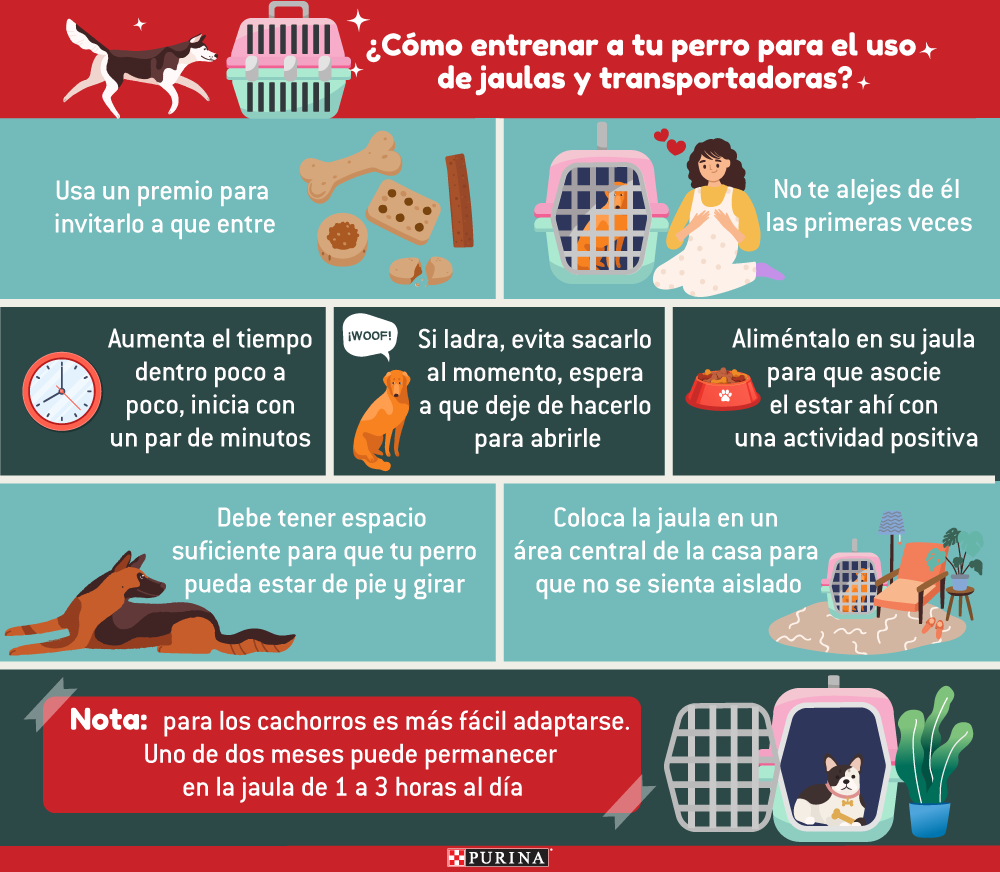 puedes tener dos perros en una jaula