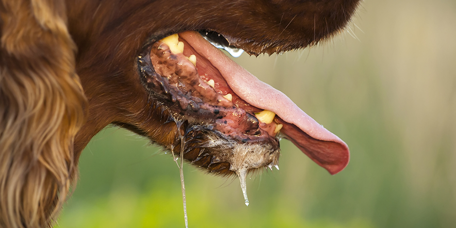 el arañazo de uñas de perro causa rabia