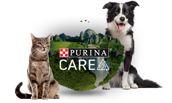 Foto de perro y gato con unos bosques en el medio