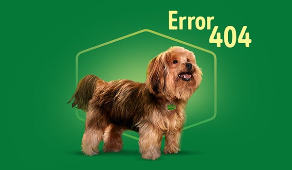 dogchow 404