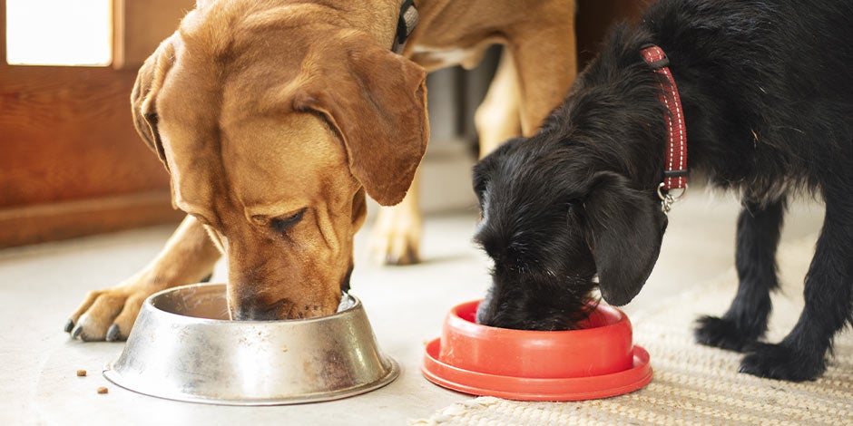 Cada cuánto debe comer un perro Cada cuánto debe comer un perro