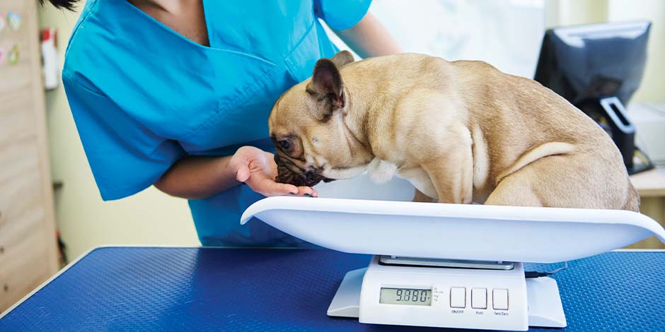 Cuánto debe comer un perro con sobrepeso Cuánto debe comer un perro con sobrepeso