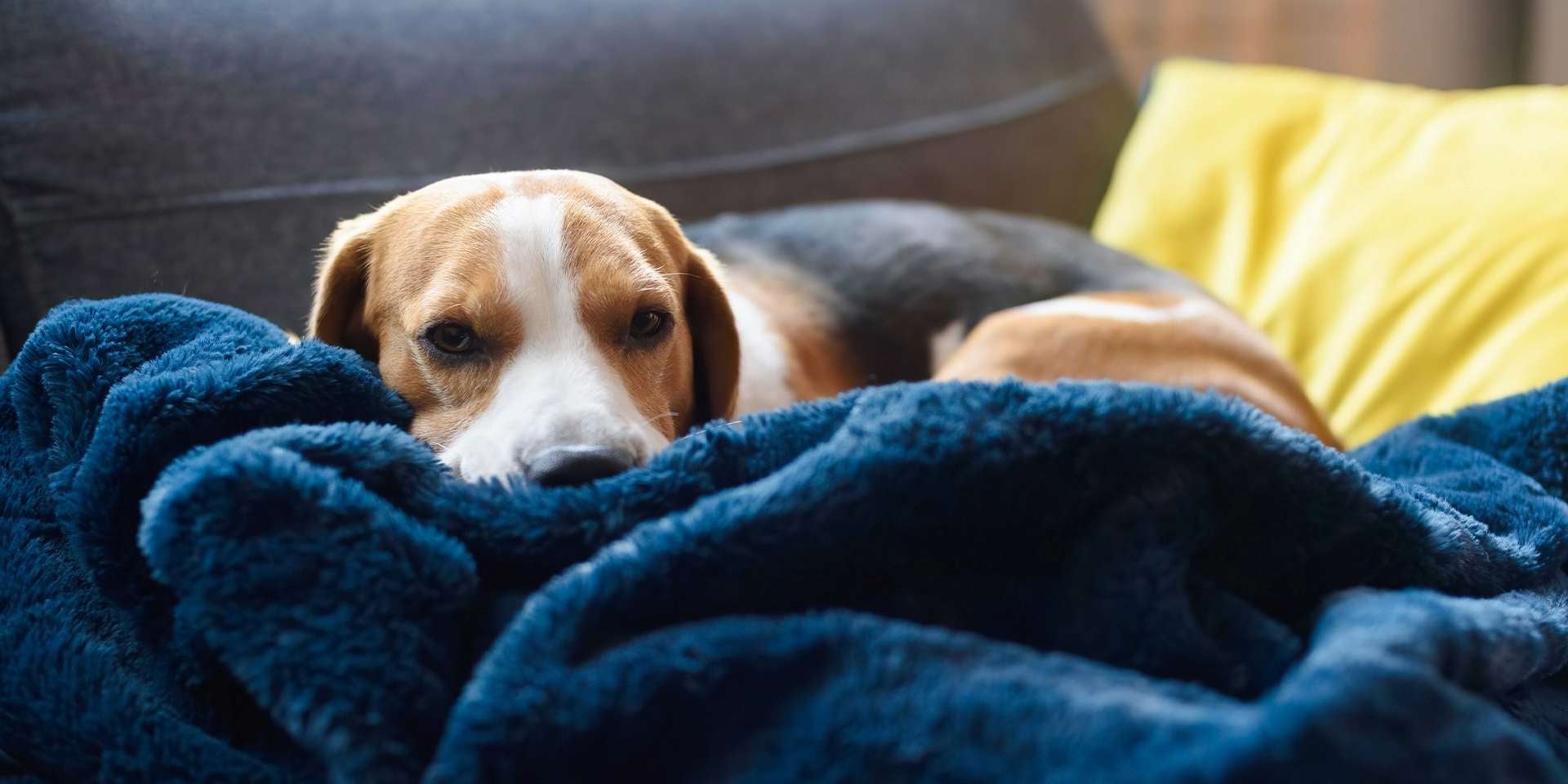 Depresión en perros, qué puedo hacer Depresión en perros, qué puedo hacer