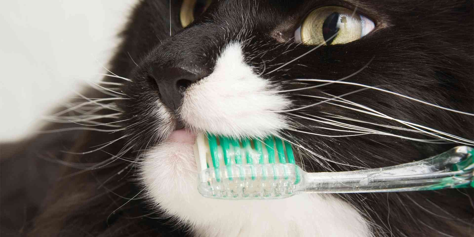 cuidados dentales en gatos cuidados dentales en gatos