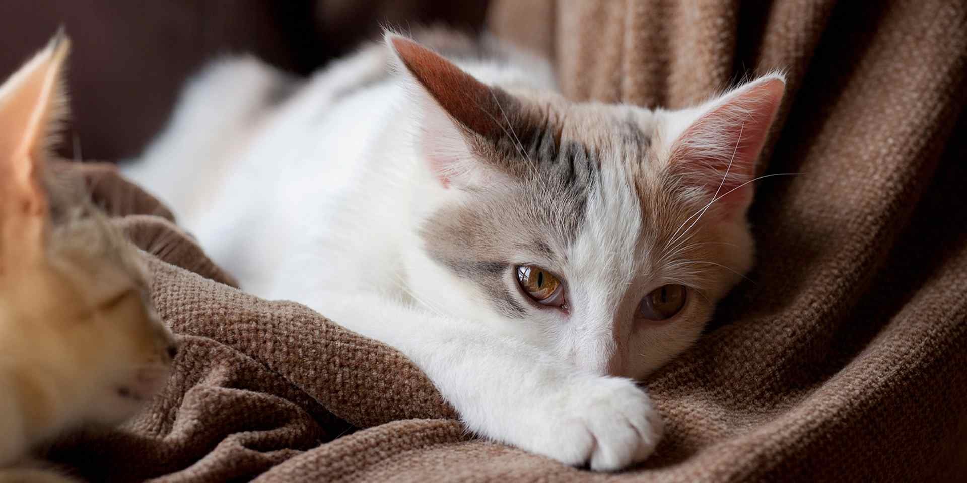 ¿Por qué lloran los gatos?