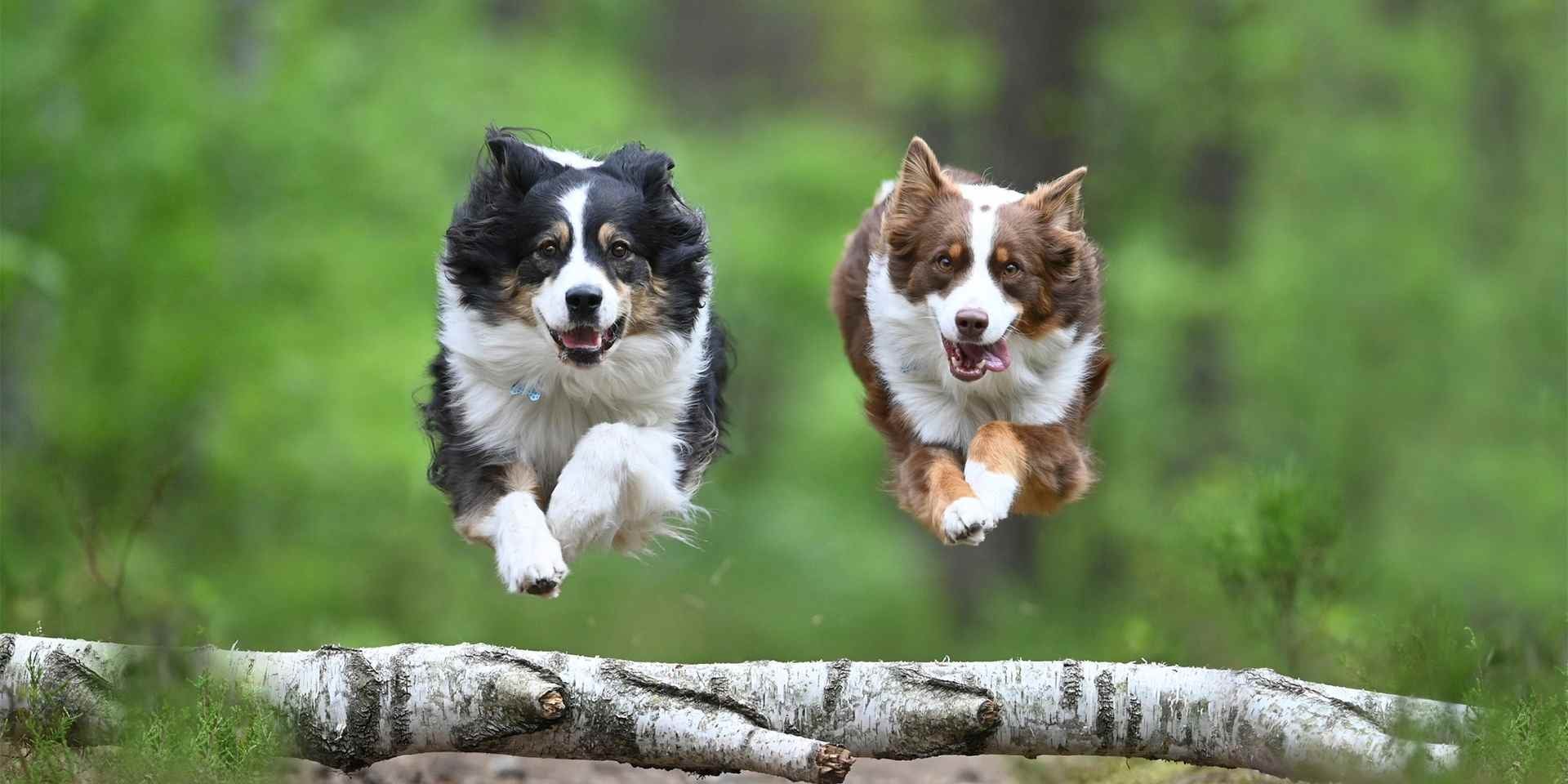 ¿Tienes un perro con sobrepeso? Conoce cómo ayudar a tu perro a bajar de peso