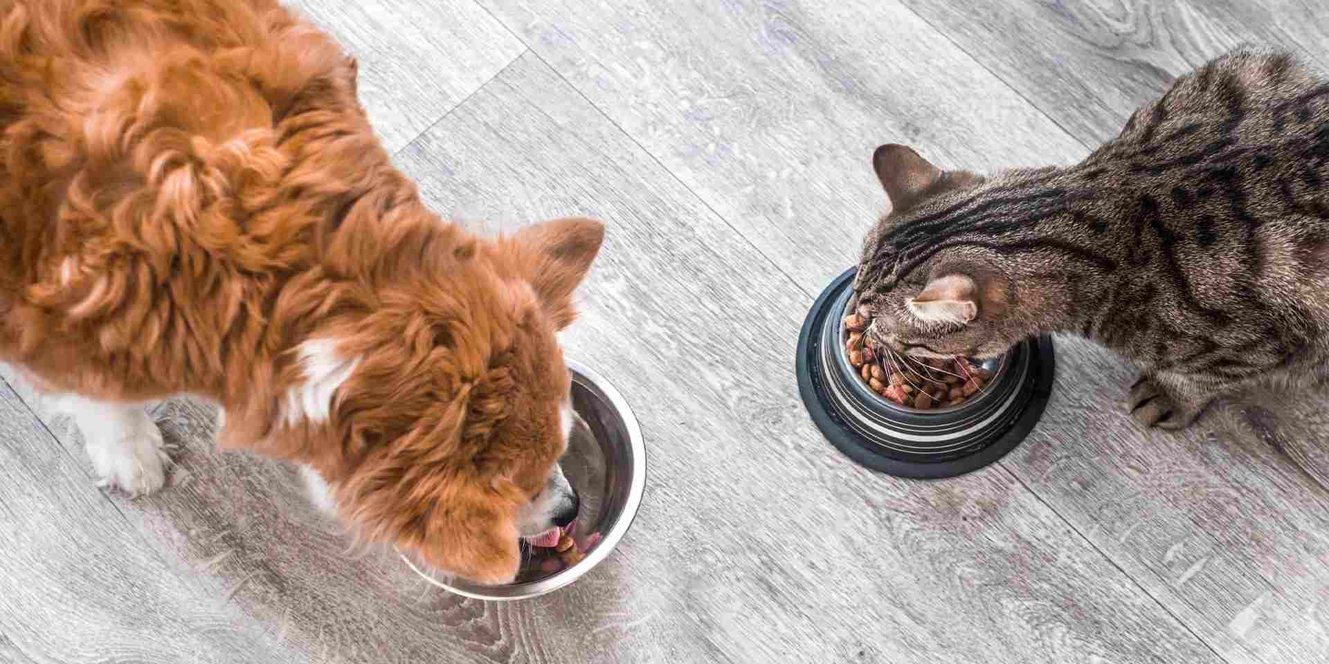 Cambio de alimento en perros y gatos: cómo hacerlo bien