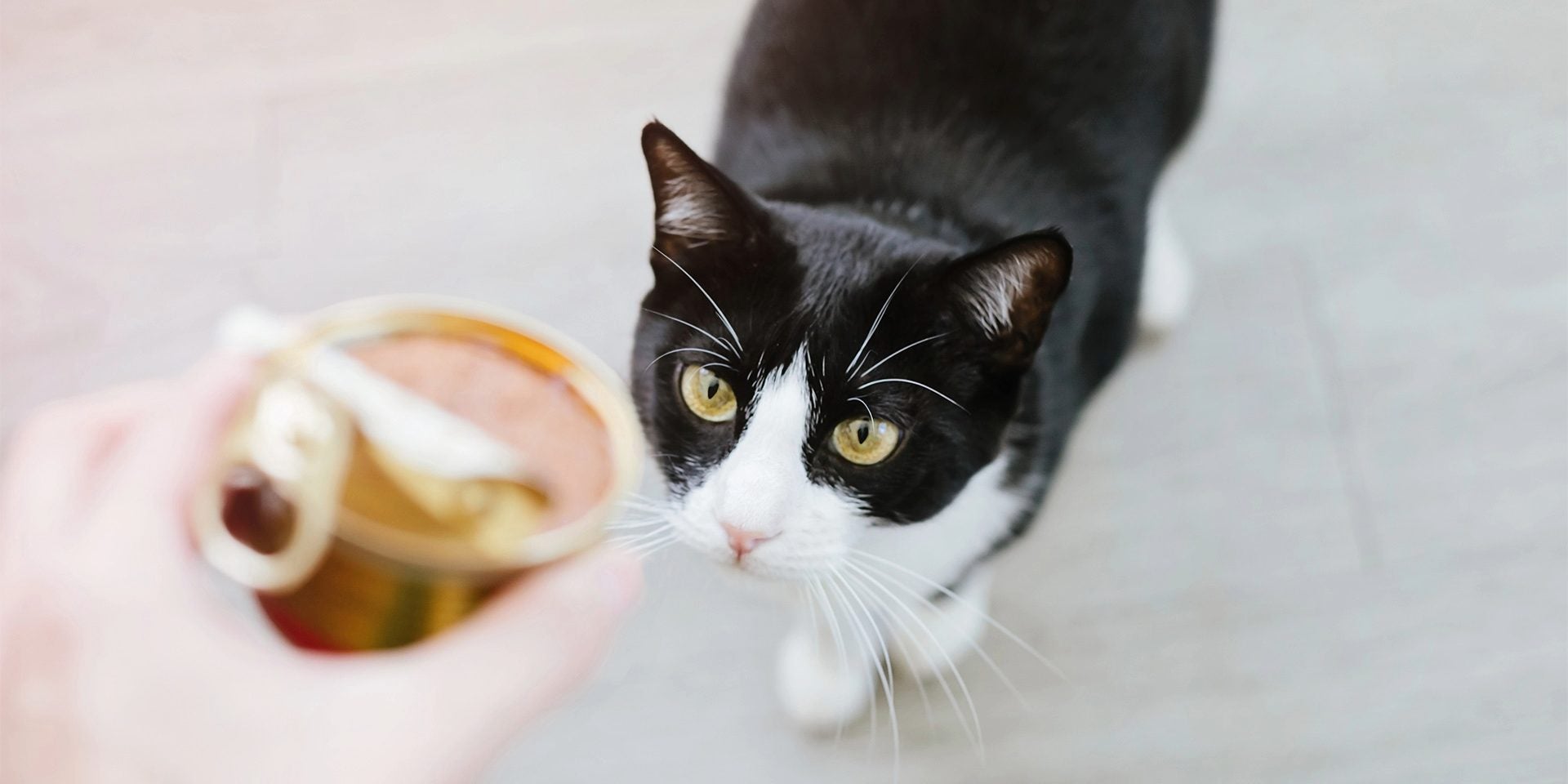 Comida húmeda para gatos: beneficios y cuánto ofrecer