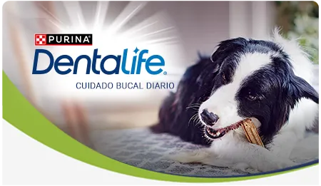 Cta-Dentalife.png