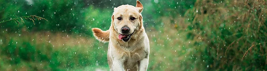 purina-brand-cómo-cuidar-a-tu-perro-de-la-lluvia-banner-hero-desktop.jpg