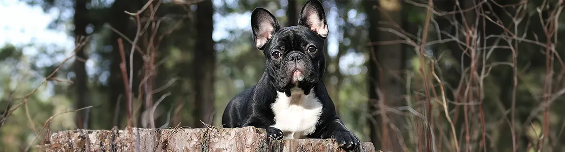 Información sobre la raza de perro Bulldog francés