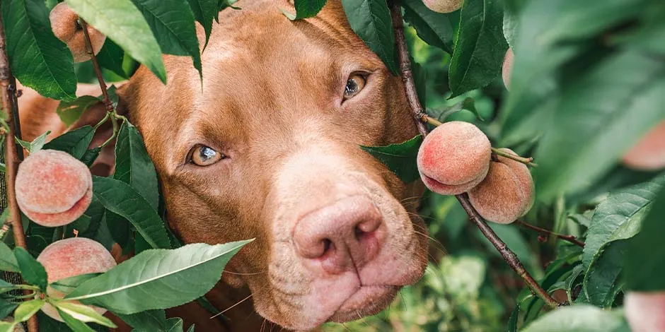 Perro marrón asomando su cabeza a través de las ramas de un árbol de duraznos