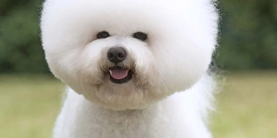 Razas de perros pequeños como este ejemplar de bichón frisé blanco, de pie, sonriente en medio de un prado.