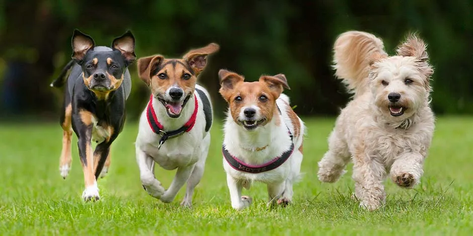 Cuatro ejemplares de diferentes razas pequeñas de perros corriendo en línea en un parque. 