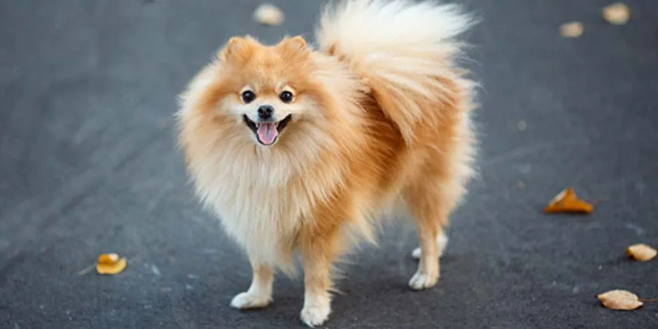 Razas de perros pequeña como este pomerania color dorado, sonriente en medio de la calle junto a varias hojas caídas durante el otoño.    Title de la Imagen: Raza de perros pequeña pomerani