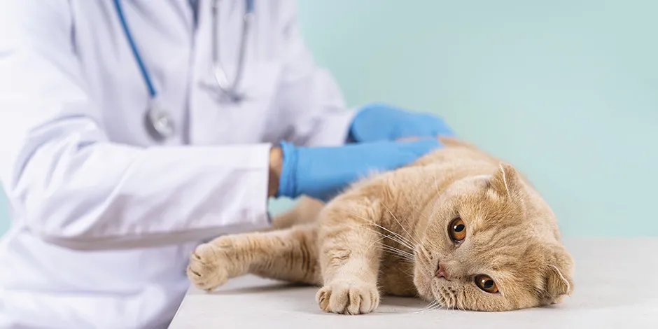 Si tu michi presenta síntomas, consulta con el veterinario sobre su relación con las vacunas para gatos 