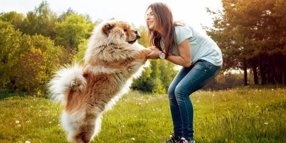 Un ejemplar de chow chow con su dueña, mostrando porqué esta es una de las razas de perros grandes.  