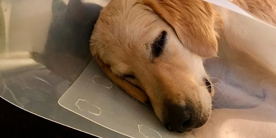 Este retriever lleva puesto un cono para perros o collar isabelino. Cuida a tu mascota y evita que se hiera a sí misma