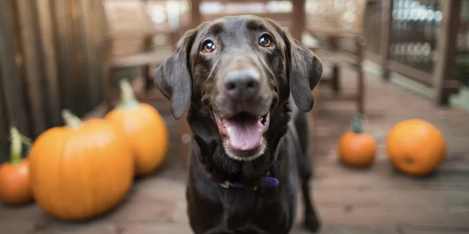 Labrador chocolate junto a calabazas. Conoce qué verduras pueden comer los perros